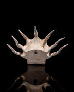 Stachel Drachenschädel Wanddeko Spiky Dragon (27 cm) - physisches 3D-Modell, Ansicht 10