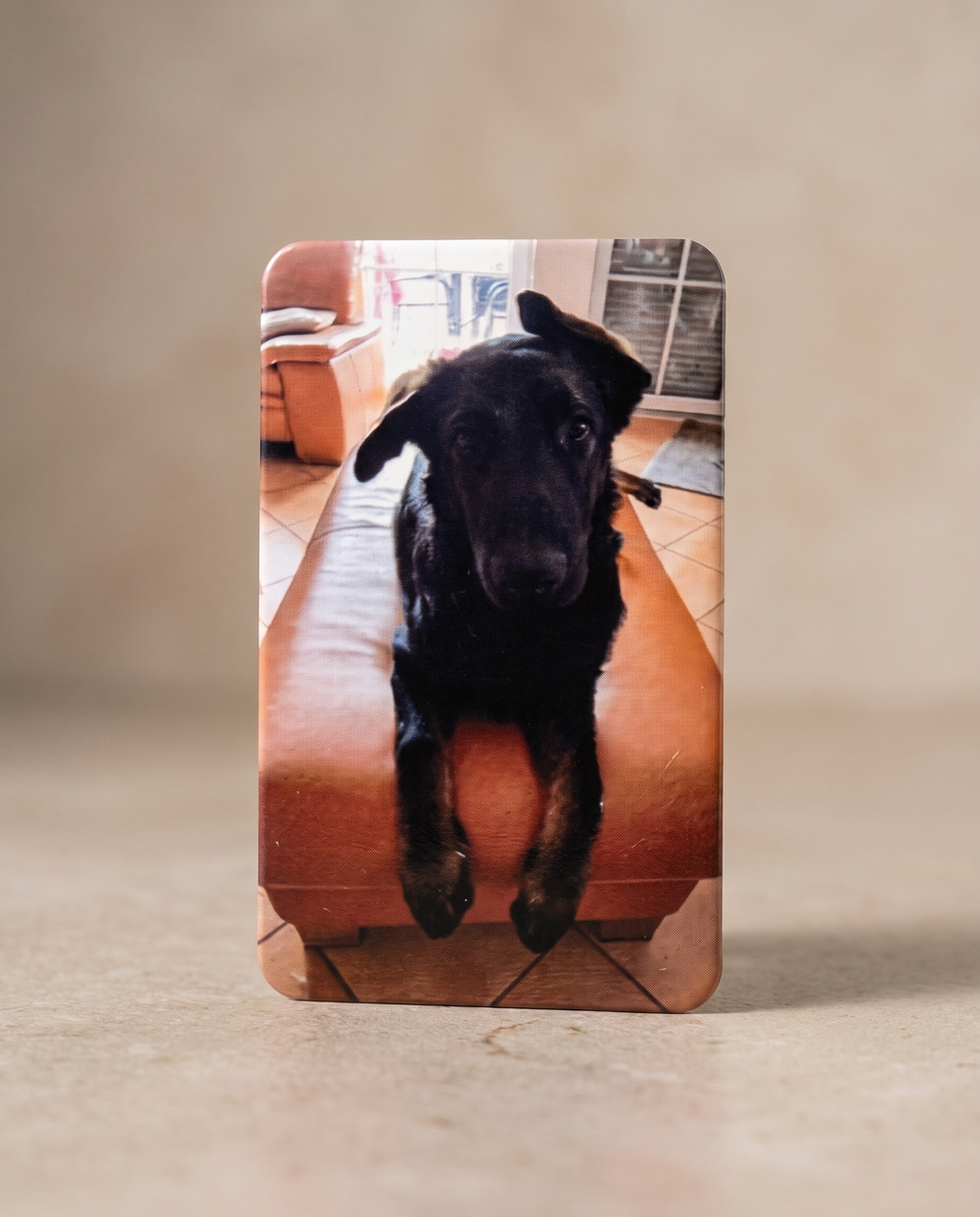 Foto-Kühlschrankmagnet mit Foto eines schwarzen Hundes auf Ledersofa, auf Holztisch stehend