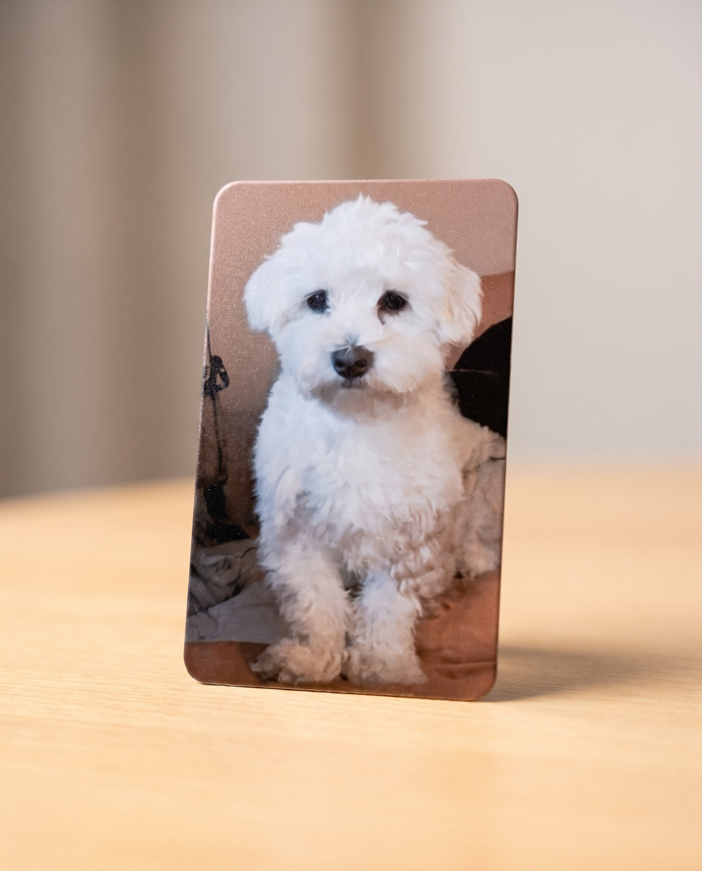 Foto-Kühlschrankmagnet mit Foto eines weißen flauschigen Hundewelpen, auf Holztisch stehend