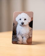 Foto-Kühlschrankmagnet mit Foto eines weißen flauschigen Hundewelpen, auf Holztisch stehend
