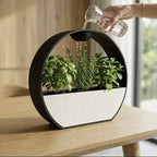 Nahaufnahme des oberen Regen-Mechanismus der ZenRain Vase: Hand gießt Wasser aus einer kleinen Glasflasche in die Öffnung im Ring, darunter Basilikum, Rosmarin und Minze, gleiches Fenster-Setting wie im Übersichtsfoto.